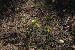 Pauridia gracilipes gracilipes