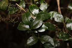 Rhysotoechia bifoliolata