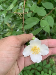 Philadelphus inodorus