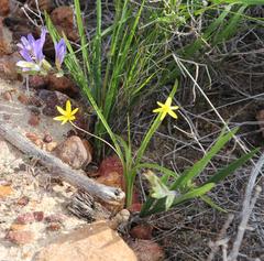 Pauridia gracilipes gracilipes