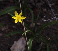 Pauridia gracilipes gracilipes