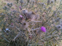 Cirsium