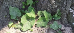 Arctium