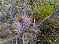 Cirsium