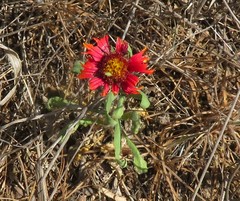 Gaillardia amblyodon