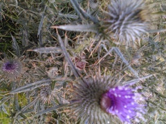Cirsium
