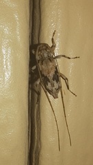 Lepturges angulatus