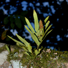Pleopeltis pleopeltifolia