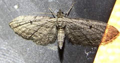 Eupithecia acutipennis