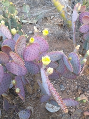 Opuntia santa-rita
