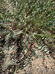 Astragalus douglasii