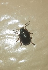 Brachypnoea lecontei