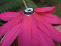 Passiflora antioquiensis