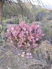 Opuntia santa-rita