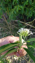 Vallesia