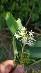 Vallesia