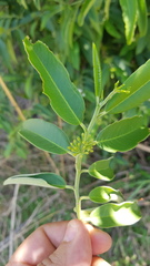 Vallesia