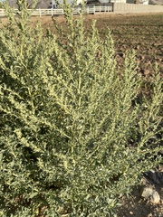 Atriplex elegans