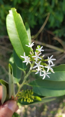 Vallesia