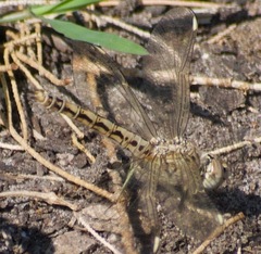 Brachythemis impartita