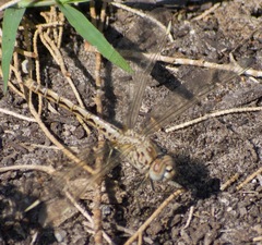 Brachythemis impartita