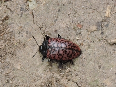 Erotylus ochraceus