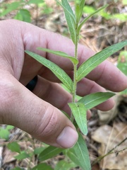Ludwigia hirtella