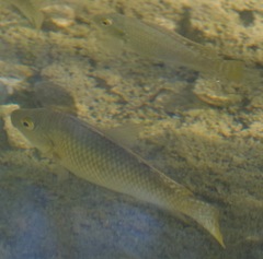 Coptodon zillii