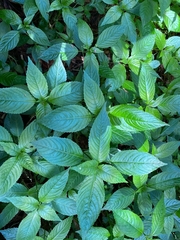 Mercurialis leiocarpa