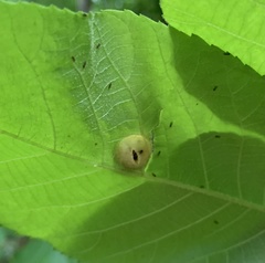 Phylloxera caryaescissa