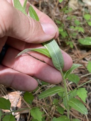 Ludwigia hirtella