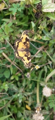 Chlosyne lacinia