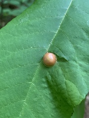 Phylloxera caryaescissa