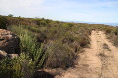 Cliffortia teretifolia