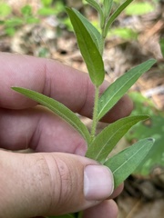 Ludwigia hirtella