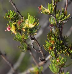 Cliffortia teretifolia