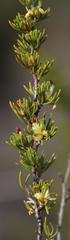 Cliffortia teretifolia