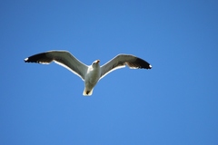 Larus occidentalis