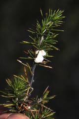 Aspalathus hirta hirta