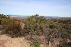 Aspalathus hirta hirta