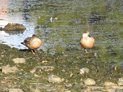 Lophonetta specularioides