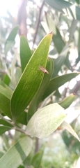Anthomyia punctipennis