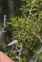 Aspalathus hirta hirta