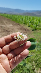 Vallesia