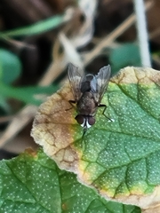 Musca domestica