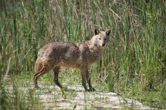 Canis aureus syriacus