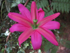 Passiflora antioquiensis