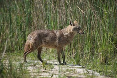 Canis aureus syriacus