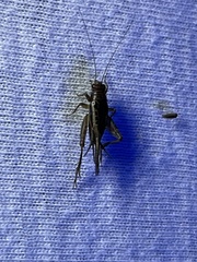 Neonemobius mormonius