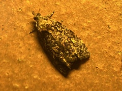 Gatesclarkeana idia